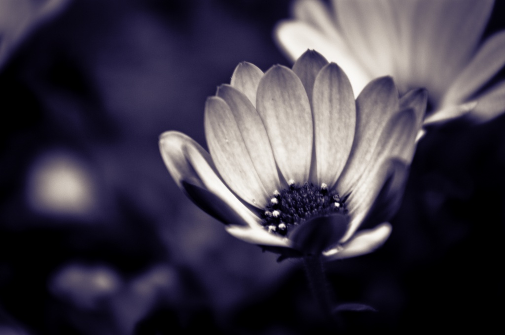 Gerbera