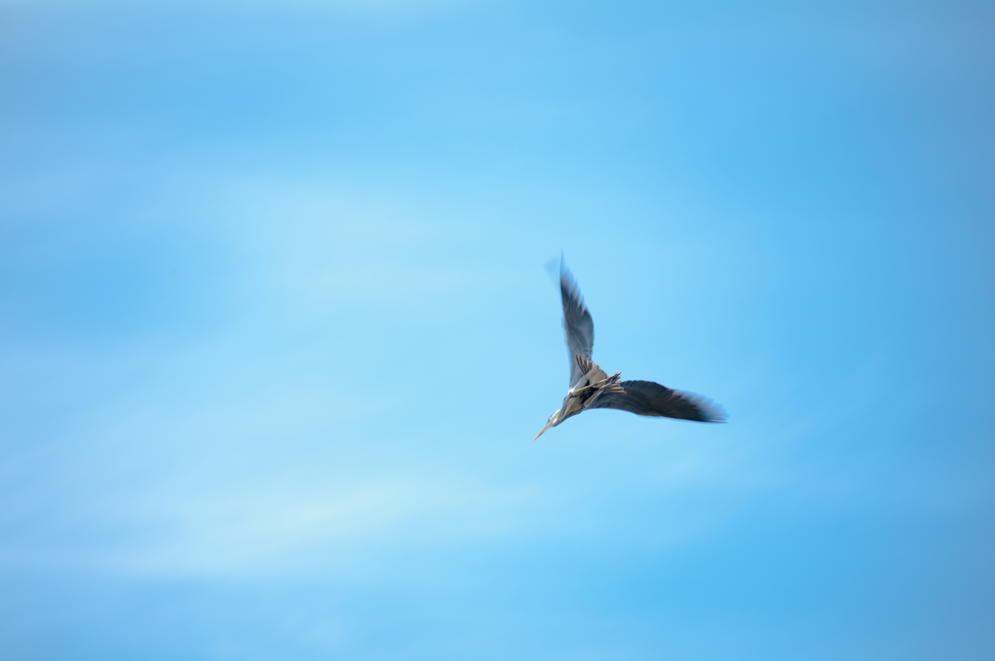 Reiger 2