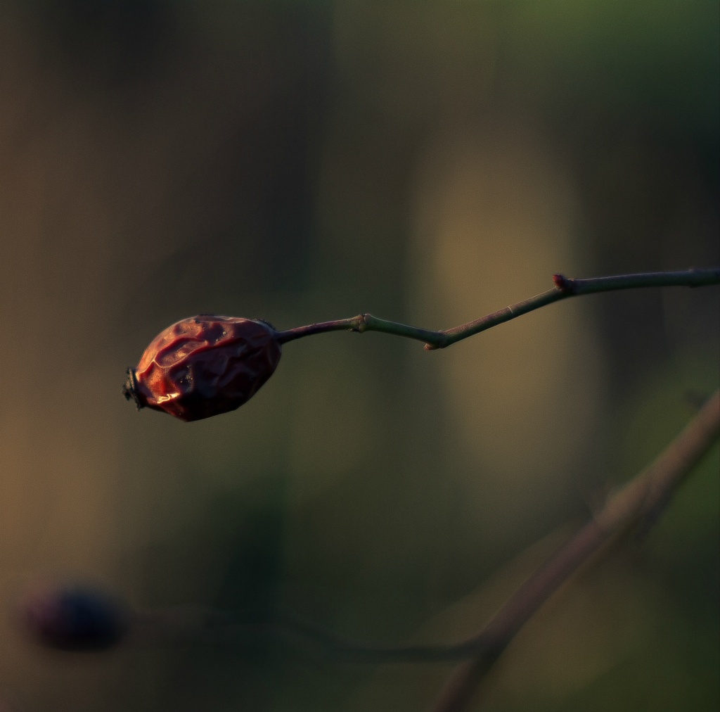 Rozenbotel